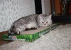 Фото Когтедралки для кошек в Волгограде.