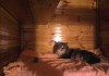Фото Гостиница для кошек "Кошкин Дом"